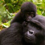 Can children do gorilla trekking in Uganda