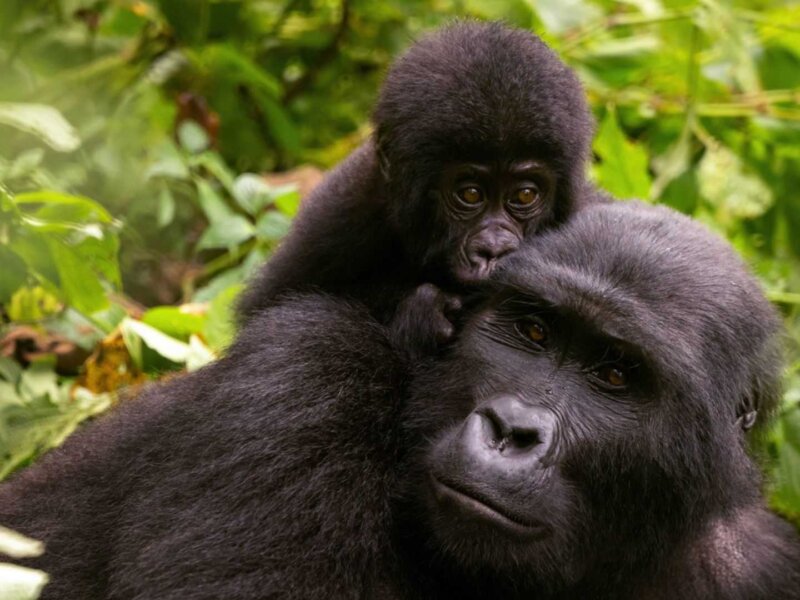 Can children do gorilla trekking in Uganda