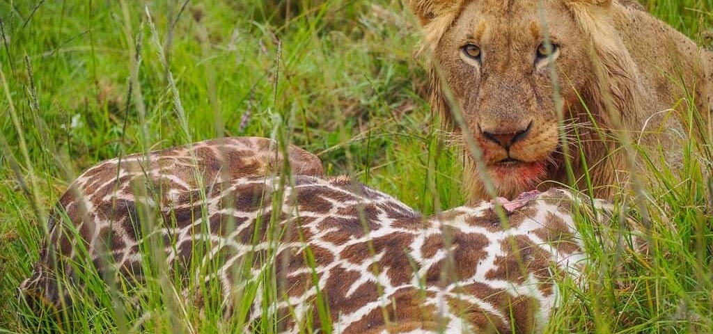 Can you do a self-drive safari in Kenya?