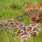 Can you do a self-drive safari in Kenya?