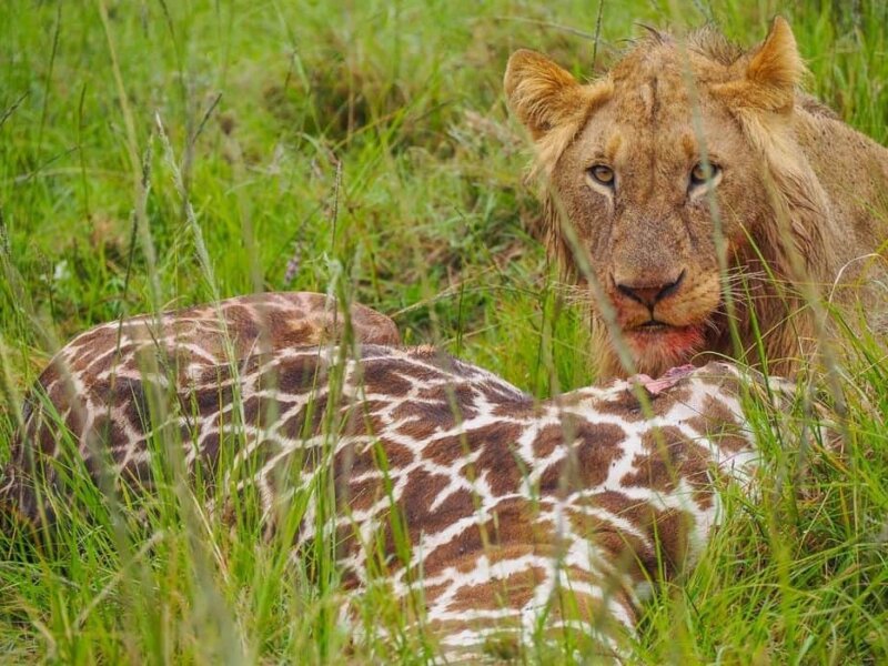Can you do a self-drive safari in Kenya?