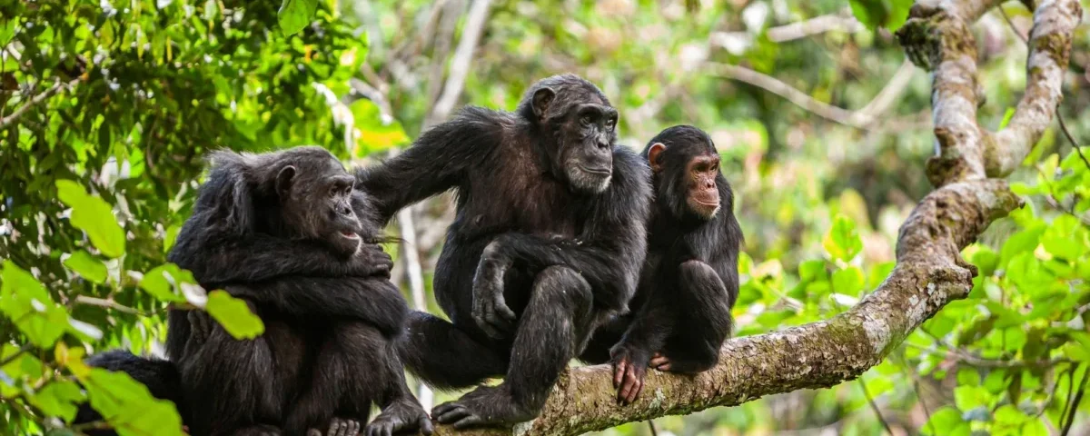 Western Circuit Tanzania Safaris – Best Chimpanzee & Lake Safari Experience