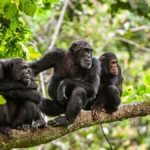 Western Circuit Tanzania Safaris – Best Chimpanzee & Lake Safari Experience