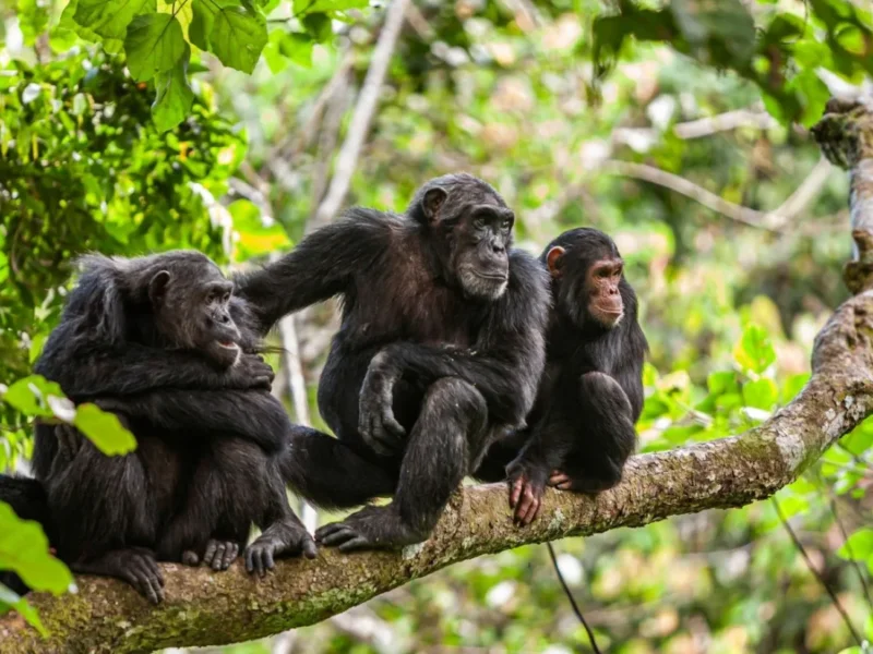 Western Circuit Tanzania Safaris – Best Chimpanzee & Lake Safari Experience