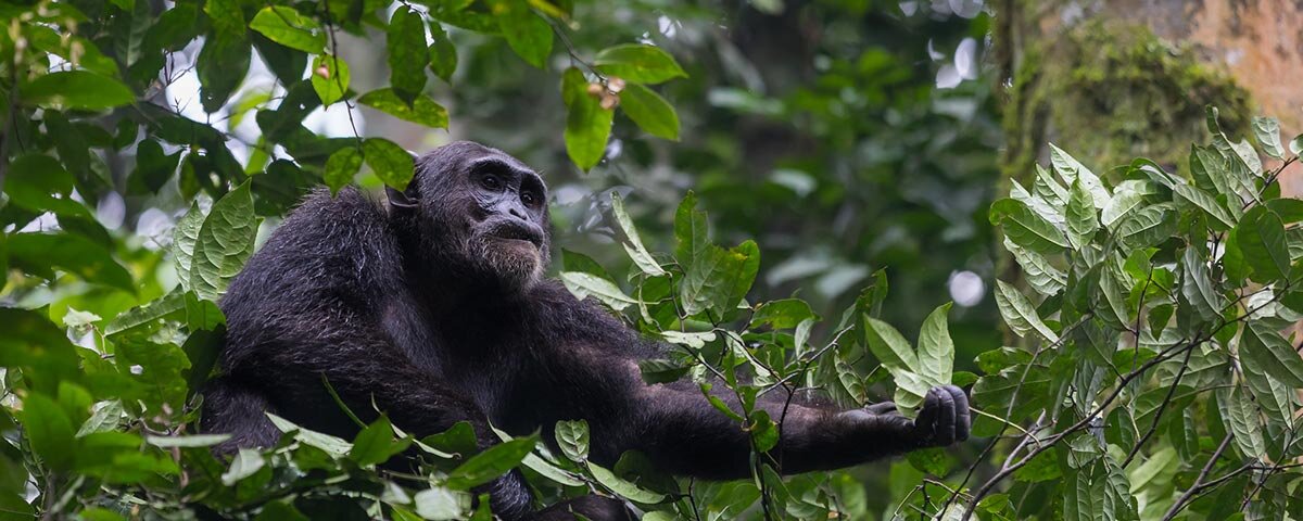 Tanzania Safari and Uganda Gorilla Trekking
