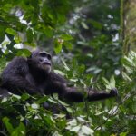 Tanzania Safari and Uganda Gorilla Trekking