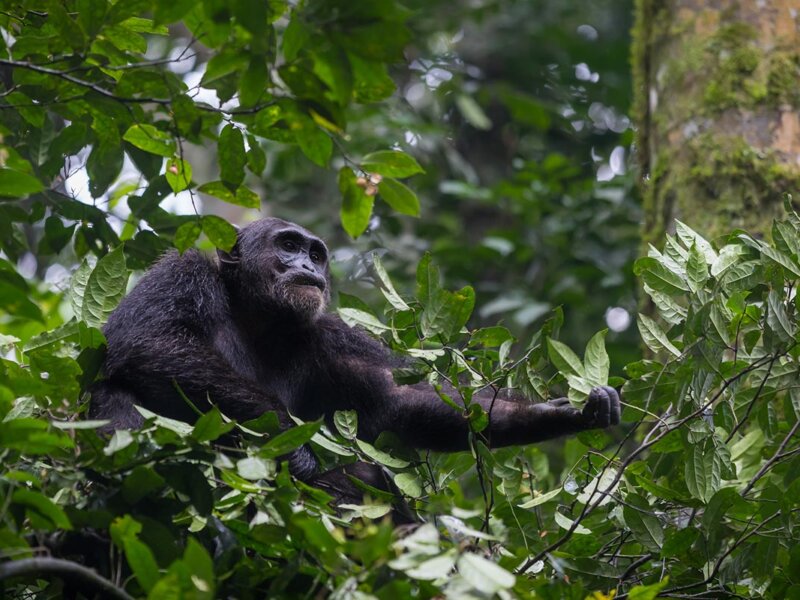 Tanzania Safari and Uganda Gorilla Trekking