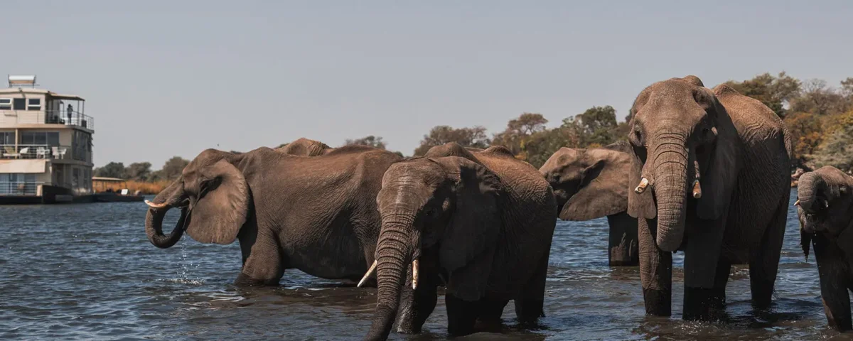 Tanzania Safari for Travel Bloggers