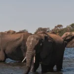Tanzania Safari for Travel Bloggers