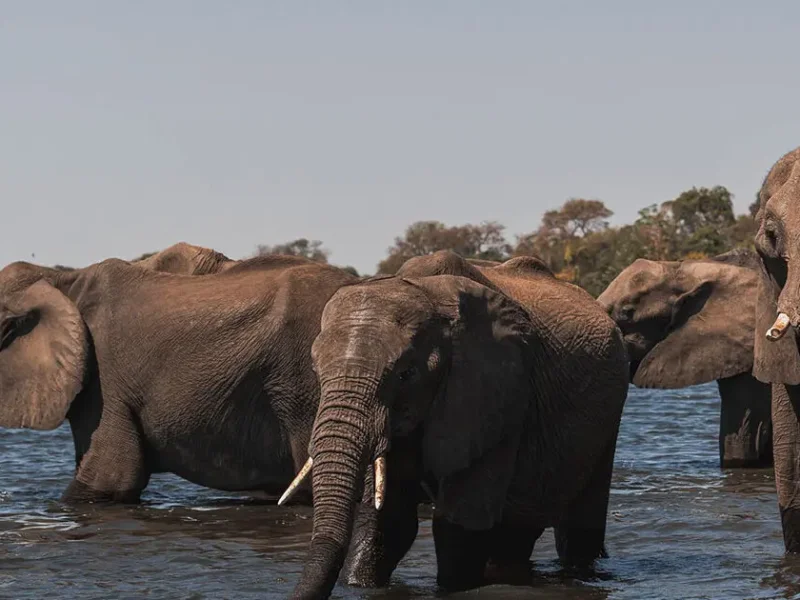 Tanzania Safari for Travel Bloggers