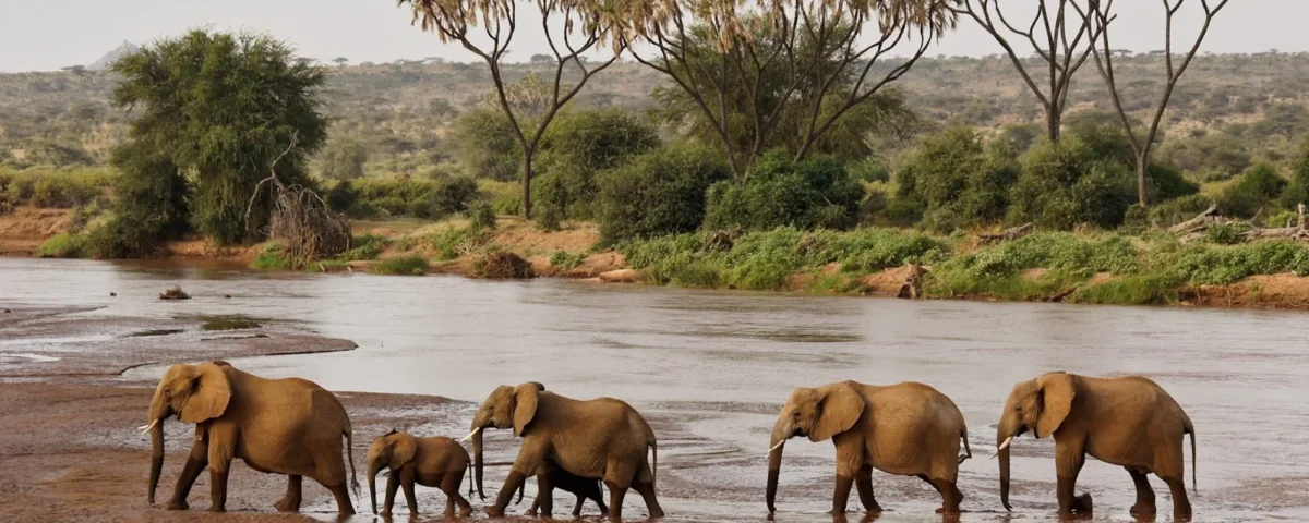 Conservation Safaris in Kenya