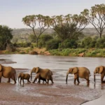 Conservation Safaris in Kenya