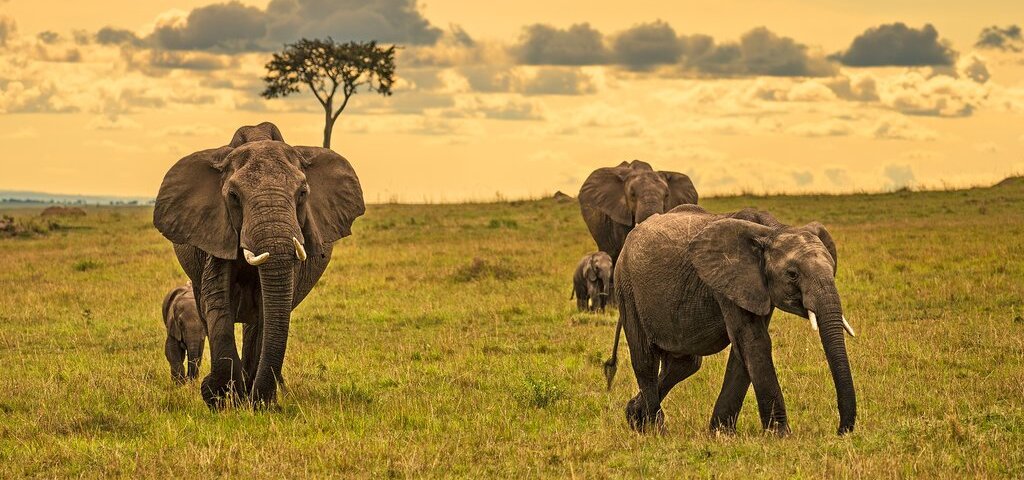 Cultural Safaris in Kenya