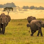 Cultural Safaris in Kenya