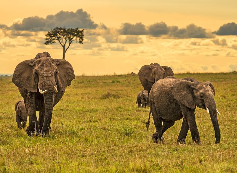 Cultural Safaris in Kenya