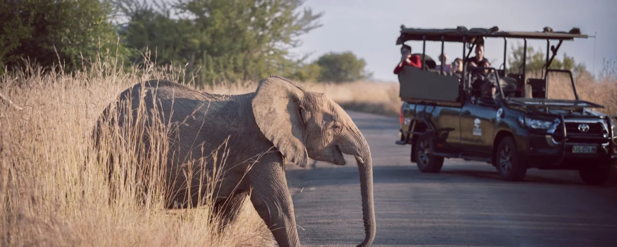 Tanzania Conservation Safari Experiences: Travel with Purpose in Africa