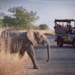 Tanzania Conservation Safari Experiences: Travel with Purpose in Africa