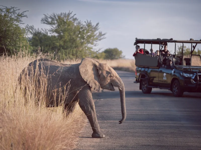 Tanzania Conservation Safari Experiences: Travel with Purpose in Africa