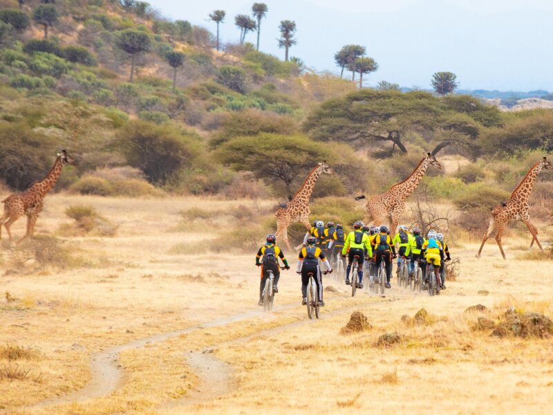 Tanzania Safari for Corporate Retreats