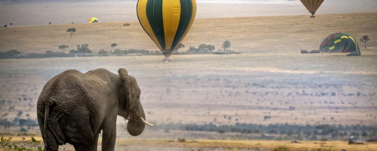 E-Safari Types & Experiences