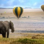 E-Safari Types & Experiences