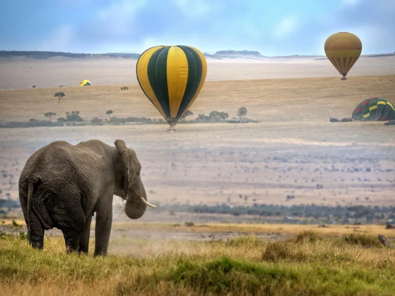 E-Safari Types & Experiences