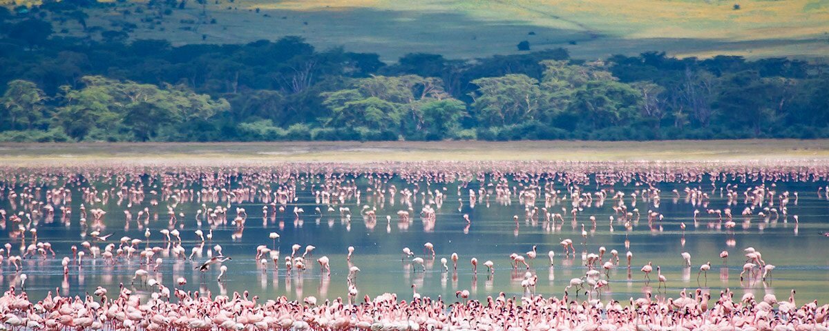 Tanzania Safari for Flamingo Viewing