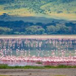 Tanzania Safari for Flamingo Viewing