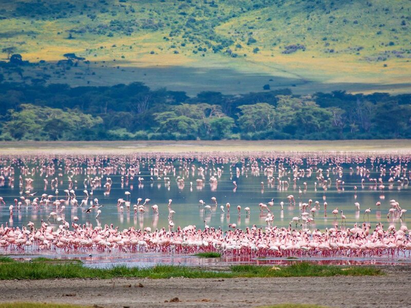 Tanzania Safari for Flamingo Viewing