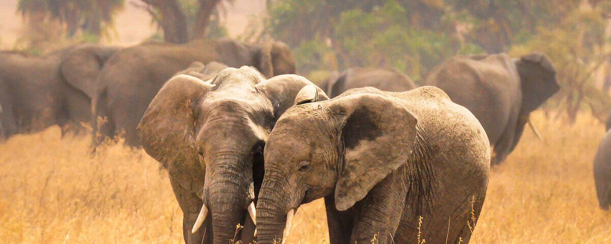 What Animals Can I See on a Tanzania Safari