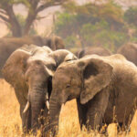 What Animals Can I See on a Tanzania Safari