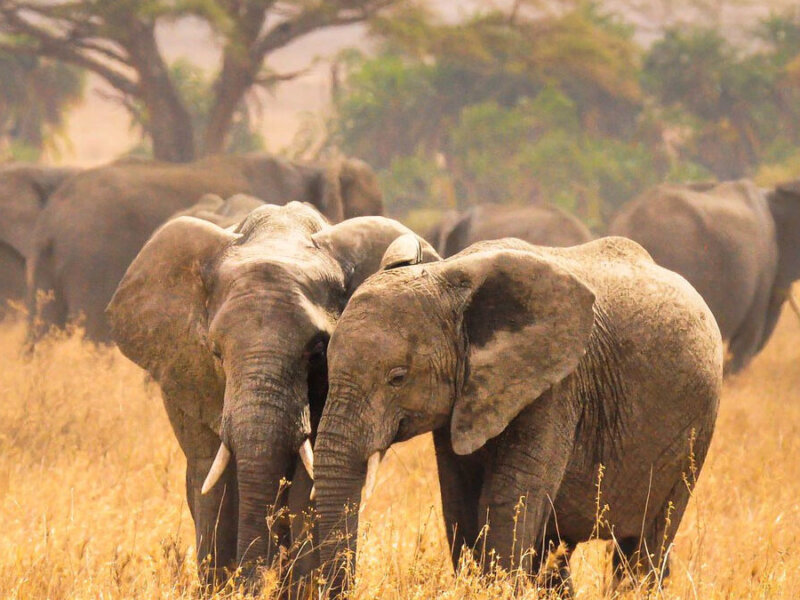 What Animals Can I See on a Tanzania Safari