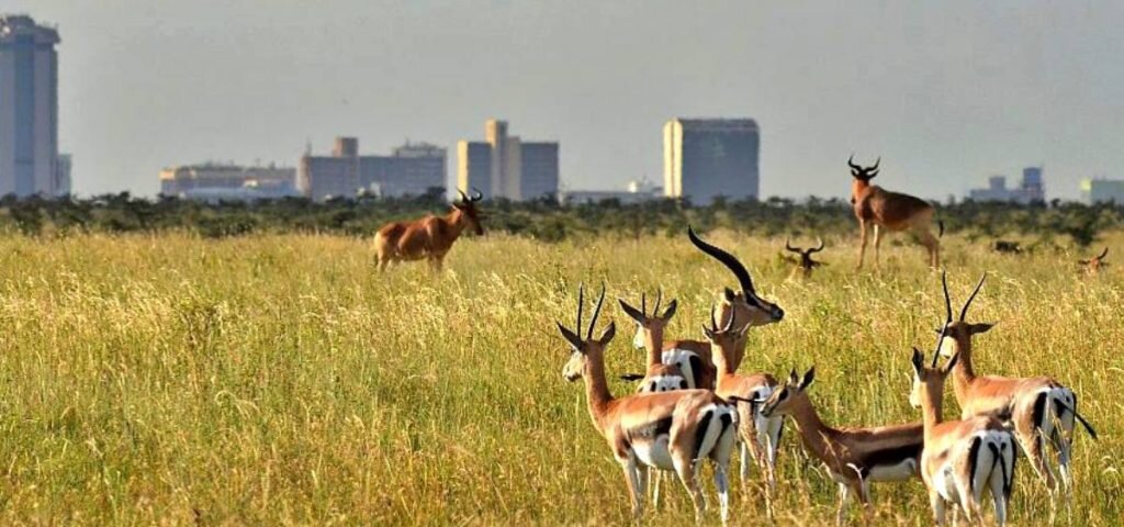 Family Kenya Safaris Guide