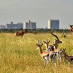 Family Kenya Safaris Guide