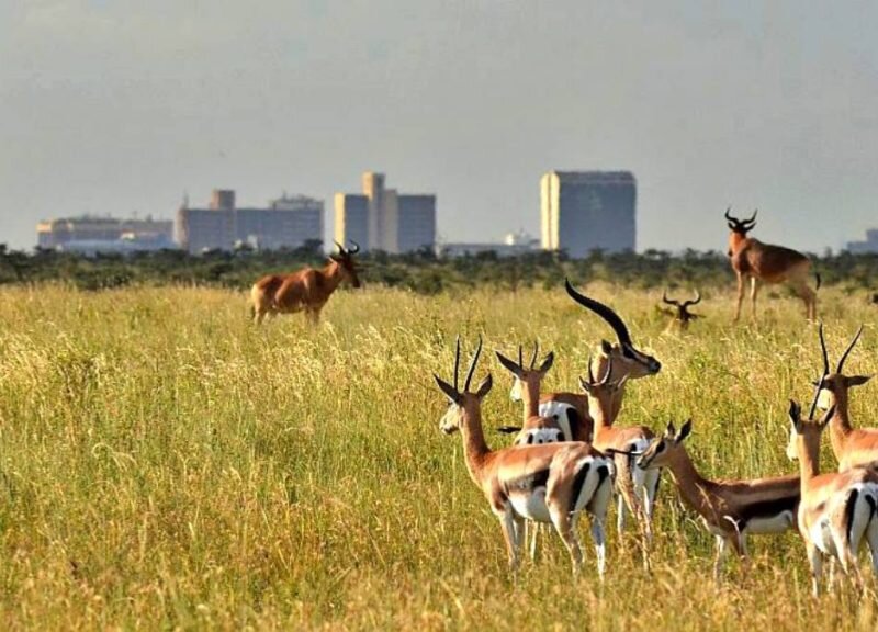 Family Kenya Safaris Guide