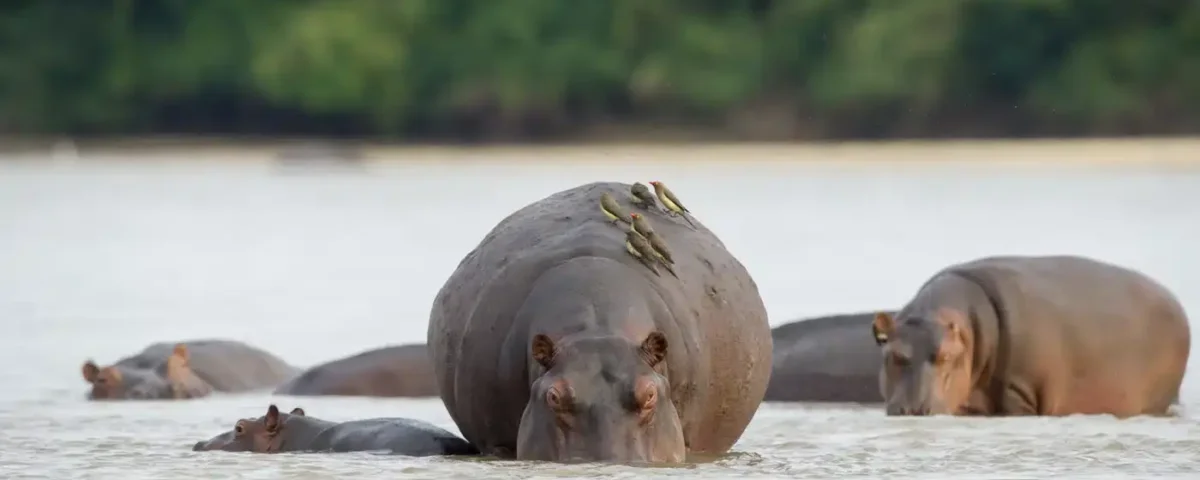 Tanzania Safari for Hippo Viewing