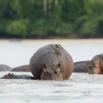 Tanzania Safari for Hippo Viewing