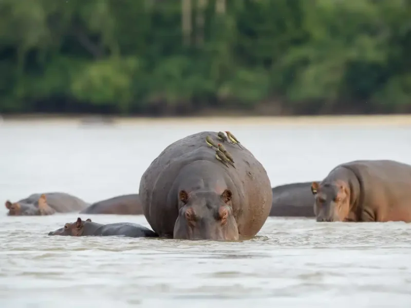 Tanzania Safari for Hippo Viewing
