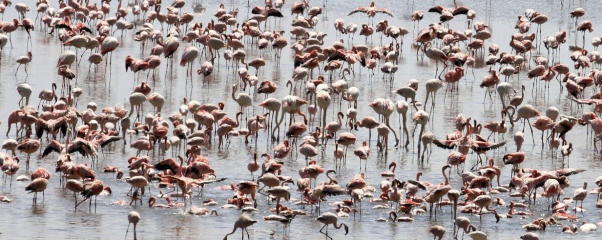 Tanzania Safari for Birders