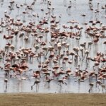 Tanzania Safari for Birders