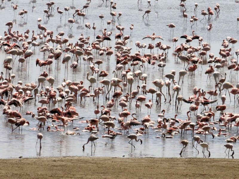 Tanzania Safari for Birders