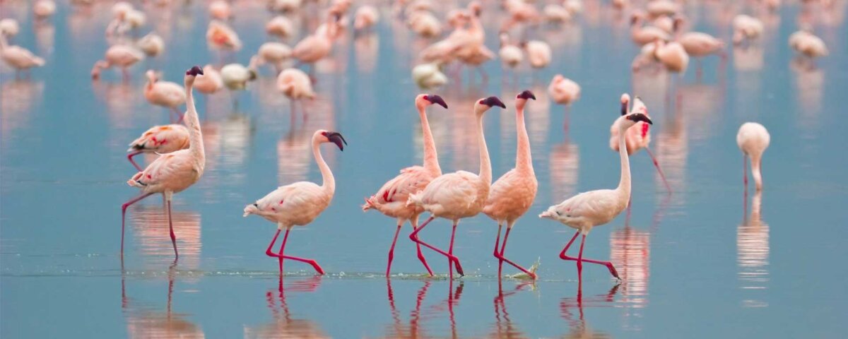 Flamingos in Lake Nakuru