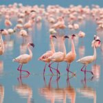 Flamingos in Lake Nakuru