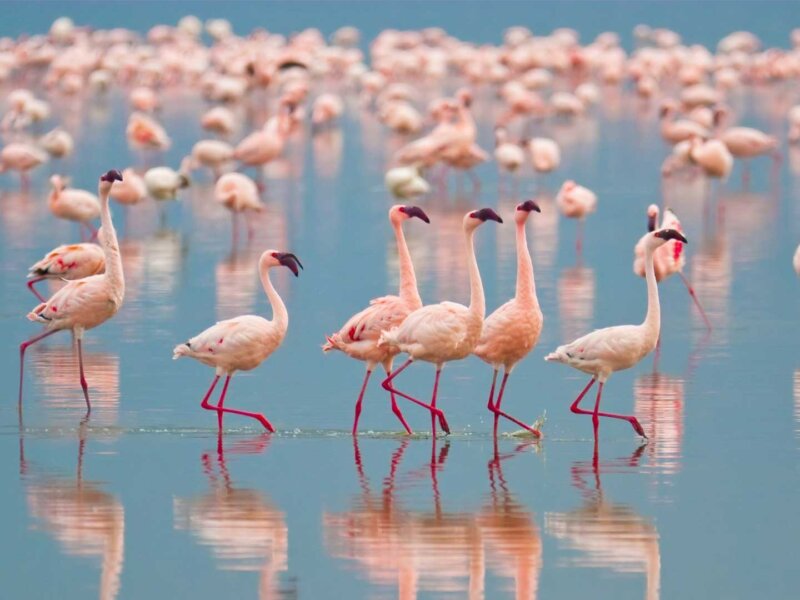 Flamingos in Lake Nakuru