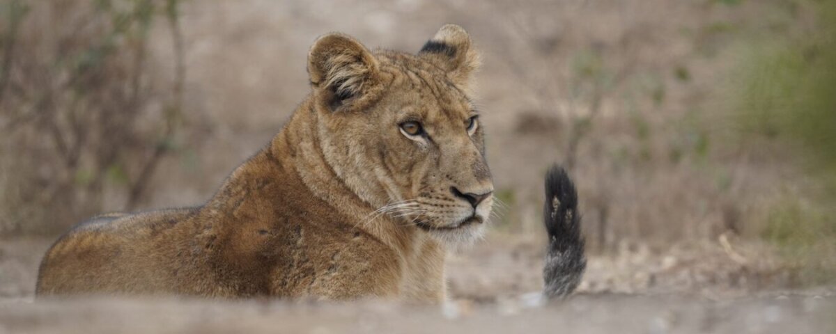 How Much Does a Tanzania Safari Cost?