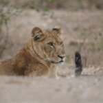 How Much Does a Tanzania Safari Cost?