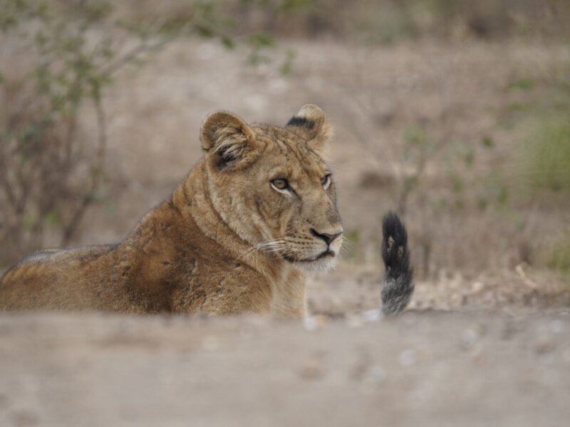 How Much Does a Tanzania Safari Cost?