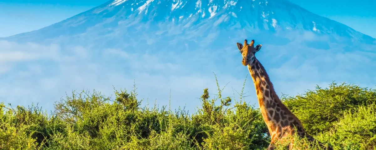 Tanzania Safari and Mount Kilimanjaro Climb: The Ultimate Adventure Experience