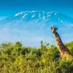 Tanzania Safari and Mount Kilimanjaro Climb: The Ultimate Adventure Experience