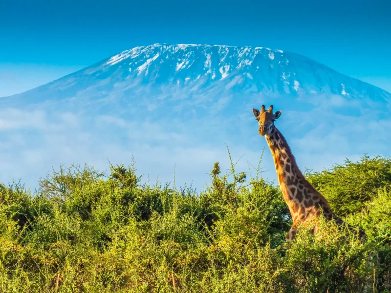 Tanzania Safari and Mount Kilimanjaro Climb: The Ultimate Adventure Experience